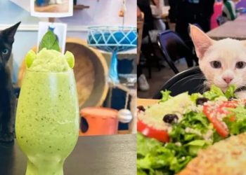 Cafeterías temáticas para celebrar el Día del Gato