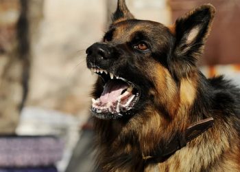 Hombre fallece por rabia humana, un recordatorio de la importancia de la prevención