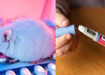 Ozempic podría causar debilidad muscular, según estudio en ratones