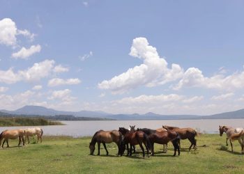 Lago de Pátzcuaro, comunidades purépechas ceden tierras para su conservación
