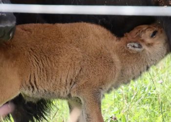 Nacimiento del primer bisonte en la Reserva White Earth