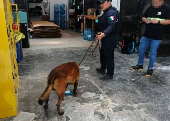 SSC asegura posible narcótico en empresa de paquetería en Chetumal