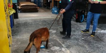 SSC asegura posible narcótico en empresa de paquetería en Chetumal