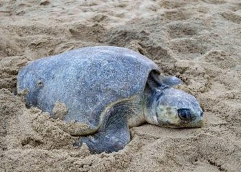 Tortugas golfinas se adelantan y llegan masivamente a Michoacán