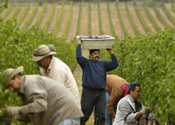 Trump en condiciones de implementar un nuevo modelo bracero, afirma Márquez Padilla