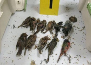 🛫🦜 ¡Escándalo en el Aeropuerto de Cancún! Detienen a español con 168 aves vivas en su maleta 🧳🚨
