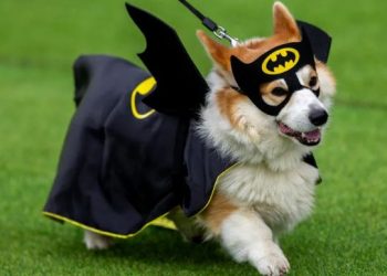 ¡Carrera y pasarela! Corgis corren, gritan y deslumbran con disfraces en Lituania»