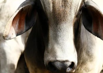 EE. UU. construirá planta de moscas estériles para combatir gusano barrenador