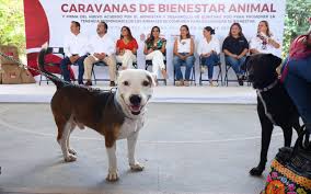 🚨 VIDEO //Mañana inician las Caravanas del Bienestar Animal en colonia Prado Norte de Cancún