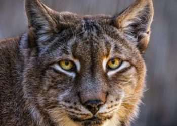 El polémico zoológico en Dinamarca que pide mascotas para alimentar a sus depredadores