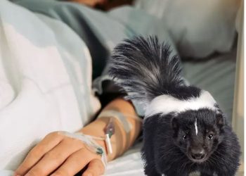 Joven de Zacatecas muere por rabia tras mordedura de zorrillo; autoridades activan protocolos sanitarios