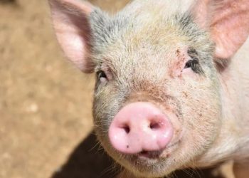 Primer trasplante de pulmón de cerdo modificado a humano en muerte cerebral: 9 días de viabilidad