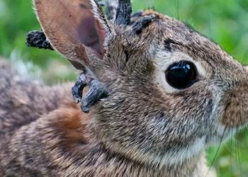 Conejos con cuernos en Colorado generan alerta y curiosidad
