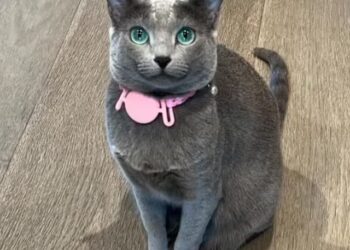 Kylie Jenner acusa controversia al “traicionar” a integrantes de la familia Kardashian