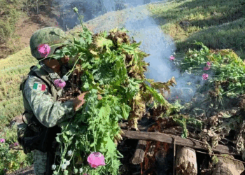 ¿El Fin de la Amapola en Sinaloa? Cifras Revelan una Caída Histórica