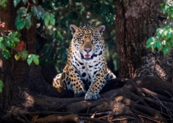 Aumenta la población de jaguares gracias a áreas naturales protegidas
