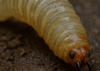 El Gusano Barrenador del Ganado: Alerta Sanitaria en Nuevo León