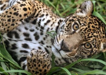 «Esperanza para el jaguar en América: aumenta su población en México y Argentina»