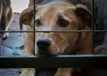 «Envenenamiento masivo de perros en Victoria indigna a Guanajuato»