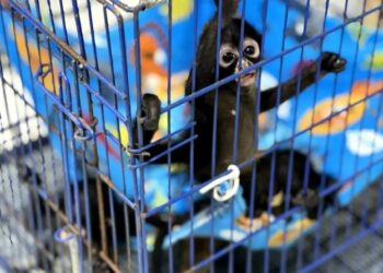 “Tráfico de animales exóticos en México: un negocio ilegal”