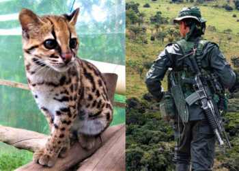 El Tráfico de Animales Exóticos La Nueva Moneda del Fentanilo