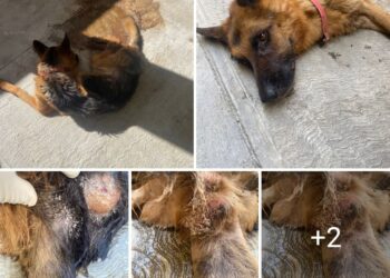 Escándalo en Santa Catarina Denuncian Empleados Borrachos y Animales con Úlceras en Centro Animal Clausurado