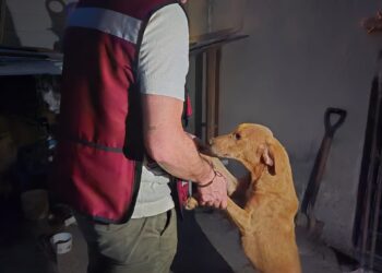 Gobierno de Cozumel Atiende Reporte de Maltrato Animal