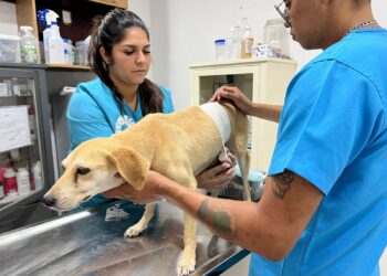 Protección y Bienestar Animal en Cancún ha brindado hasta 4 mil consultas gratuitas en lo que va del año
