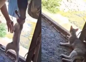 La FGE de Quintana Roo Refuerza la Justicia Animal y Prioriza la Reparación del Daño a Víctimas