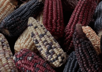 Maíz Mexicano: Sheinbaum Impulsa Plan Global para Proteger Variedades Nativas