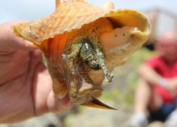 Peligro para el Caracol Rosado en Quintana Roo: La Pesca Ilegal Amenaza su Existencia