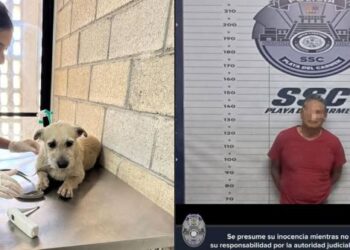 Perra Rescatada, Víctima de Abuso, Recibe Atención Especializada y Exigen Justicia Animal