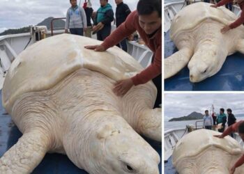Falsa noticia: Circula información sobre tortuga albina gigante de 500 años en Quintana Roo