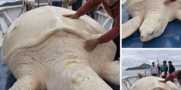 Falsa noticia: Circula información sobre tortuga albina gigante de 500 años en Quintana Roo