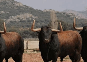 El Caos en San Felipe: Toros Desatan Pánico y Dejan Lesionados