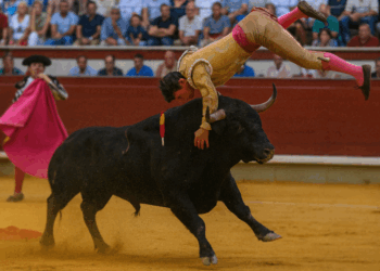 Torero portugués sufre grave cornada durante corrida en Toledo