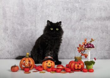 Aumentan robos de perros y gatos negros en CDMX durante temporada de Halloween y Día de Muertos