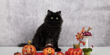 Aumentan robos de perros y gatos negros en CDMX durante temporada de Halloween y Día de Muertos