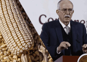 Anuncian Apoyo Histórico de $950 por Tonelada para Productores de Maíz