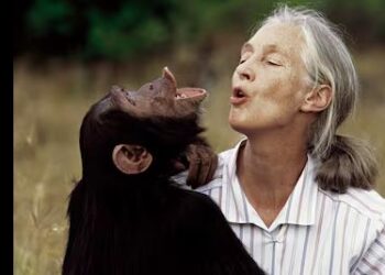 Muere Jane Goodall, pionera en el estudio de los chimpancés