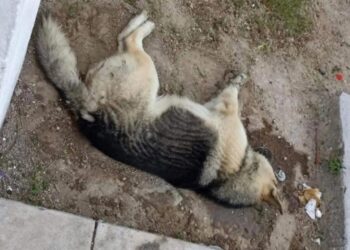 «José María Morelos investiga envenenamiento de 11 animales»