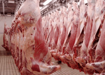 «EE.UU. incrementa la cuota de carne argentina y genera debate en la ganadería»