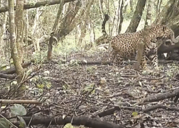 Captan Jaguar Embarazada en la Reserva de Balam Kú