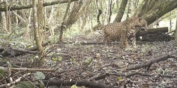 Captan Jaguar Embarazada en la Reserva de Balam Kú