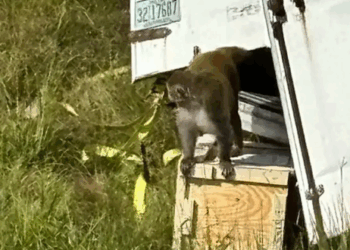 «Monos escapan en Mississippi tras accidente de camión»