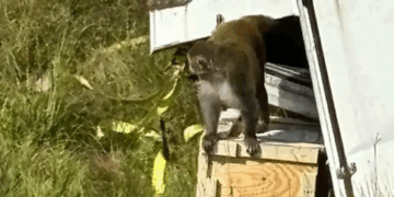 «Monos escapan en Mississippi tras accidente de camión»