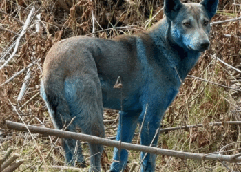 VIDEO «Hallazgo Insólito en Chernóbil: Perros Azules Generan Debate sobre la Radiación»