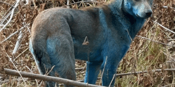 VIDEO «Hallazgo Insólito en Chernóbil: Perros Azules Generan Debate sobre la Radiación»