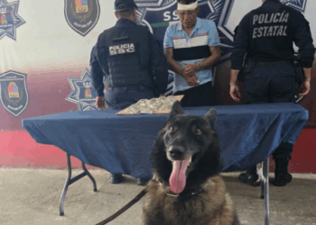 La Alerta Canina Permite Detención por Narcomenudeo en Cancún
