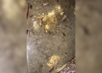 VIDEO | Denuncian Muerte de Peces en la fuente de conocida plaza comercial